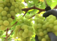 Descubrimos la variedad de uva "autumn crisp" en Hellín
