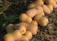 Recogemos calabaza en Llanos del Caudillo