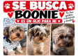 SE BUSCA: Boonie, un yorkshire perdido en la urbanización Aguacampada de Albacete