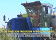 Los bajos precios del aceite podrían retrasar las recolecciones tempranas- 15/10/2026