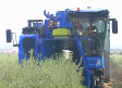 La campaña de la aceituna se adelanta en algunas almazaras de Castilla-La Mancha, que esperan una mayor producción
