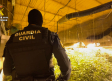 La Guardia Civil interviene 2.630 plantas de marihuana cultivadas en sótanos con accesos ocultos