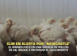 Castilla-La Mancha en alerta por "newcastle" - 19/10/2026