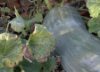Calabazas de más de 15 kilos en el huerto de Celestino