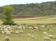 Las pedanías de Sigüenza sufren ataques de lobos