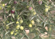 Viejo Verde, el aceite de cosecha temprana de olivos centenarios de la Alcarria conquense
