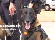 Albacete da la bienvenida a sus dos nuevos agentes caninos: Kora y Kai