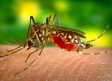 Sanidad y Agricultura siguen la evolución del virus Shamonda y llaman a la calma