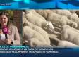 Madrid se prepara para la Fiesta de la Trashumancia este fin de semana