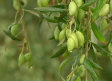 Las almazaras empiezan a recibir las primeras aceitunas