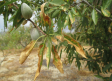 Xylella fastidiosa: 10 años del primer caso en España de la bacteria que amenaza al olivar