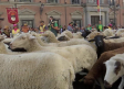 Un rebaño de Porzuna toma las calles de Madrid en el paseo de la fiesta de la trashumancia