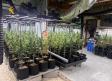 Desmantelados dos cultivos de marihuana en El Casar de Escalona y Numancia con más de 2000 plantas
