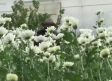 Los crisantemos son una de las flores más demandadas en estos días