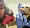 Reino Unido detecta el primer caso de gripe porcina en un humano