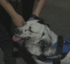 Agentes caninos: la nueva unidad de la Policía Local de Toledo encargada de detectar droga