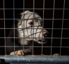 En verano aumentan los casos de abandono de perros