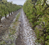 El granizo y las tormentas amenazan de nuevo a Castilla-La Mancha