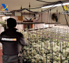Desmantelan una plantación de marihuana oculta en una vivienda de Trijueque