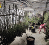 Desmantelan una plantación de cannabis sativa con 221 plantas en Munera