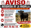 Se busca a una vaquilla que se escapó del encierro de Minglanilla (Cuenca)