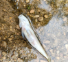 Aparecen varios peces muertos en el Júcar, cerca de Villar de Olalla