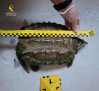 Investigada una mujer en Almansa que tenía en su patio, de forma ilegal, una tortuga caimán