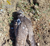 Investigado por la muerte de un halcón peregrino en la Alcarria