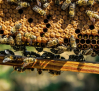 Castilla-La Mancha abonará 358.000 euros de ayuda excepcional a 340 apicultores trashumantes