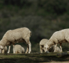 Agricultura prorroga las ayudas al bienestar animal en ovino y caprino