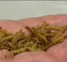 INSECTORIUM: el alimento del futuro
