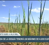 La ayuda de la sequía tendrá un máximo de 4200 euros - 23/05/23