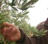 La lluvia de esta semana beneficia al olivar y al viñedo de Castilla-La Mancha