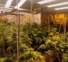 Desmanteladas dos plantaciones de marihuana en Torrejón del Rey y en Uceda