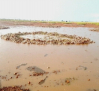Daños en un colegio de Saceruela y en las cosechas de Cinco Casas: los efectos de las lluvias torrenciales