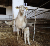 Terminan las restricciones de ganado por la viruela ovina y caprina en Castilla-La Mancha