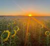 Asaja aconseja planificar las tareas agrícolas y ganaderas ante la ola de calor