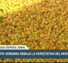 La corta vendimia rebaja la expectativa del mosto - 19/09/23