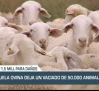 La viruela ovina deja un vaciado de 50.000 animales - 26/09/23