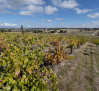 Castilla-La Mancha abona este viernes el primer pago de ayudas a la restructuración del viñedo