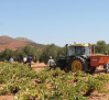 Castilla-La Mancha logra un récord histórico de facturación en exportaciones de vino y mosto