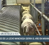 El precio de la leche manchega cierra el año en máximos - 05/12/23