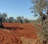 Preocupación en el sector del olivar ante la falta de lluvias