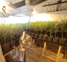 Desmanteladas en Escalona dos plantaciones de alto rendimiento de marihuana con 1.700 plantas