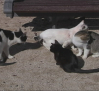 Torrijos busca soluciones para controlar la presencia de gatos callejeros