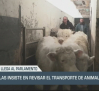 Bruselas insiste en revisar el transporte de animales - 14/03/24