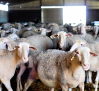 Crecen los problemas para los ganaderos de ovino: sin esquiladores y con lana de varias temporadas