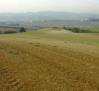 Las bajas temperaturas provocan daños en los cultivos de cereal, almendro y viña de Albacete