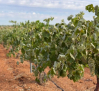 13.000 hectáreas dañadas, 12.000 de viña, por la sequía y las heladas, según UPA C-LM