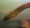 Castilla La Mancha prohibirá la captura de la anguila